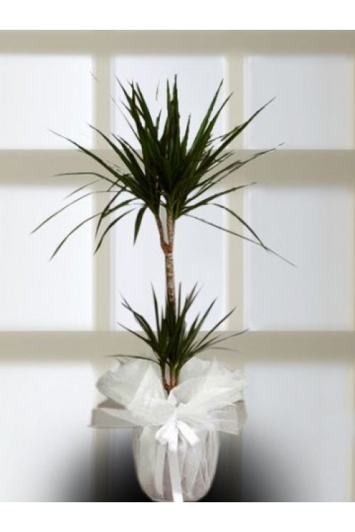 İKİLİ MARGİNATA SAKSI BİTKİSİ