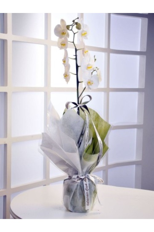 TEK DALLI İTHAL BEYAZ ORKİDE
