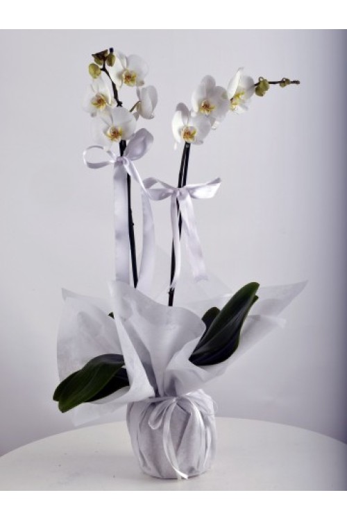 İKİ DALLI İTHAL BEYAZ ORKİDE