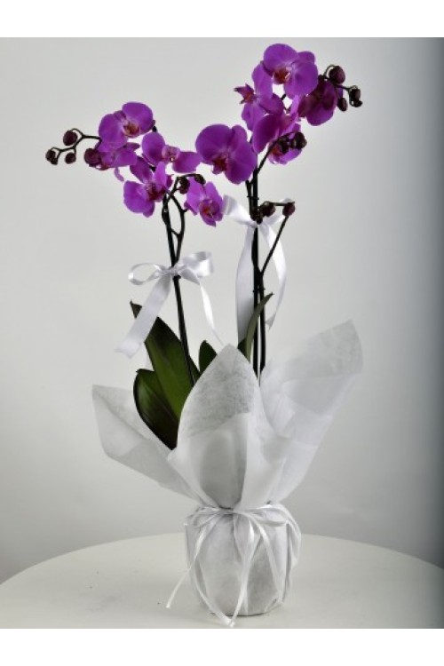 İKİ DALLI İTHAL MOR RENK ORKİDE