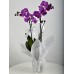 İKİ DALLI İTHAL MOR RENK ORKİDE