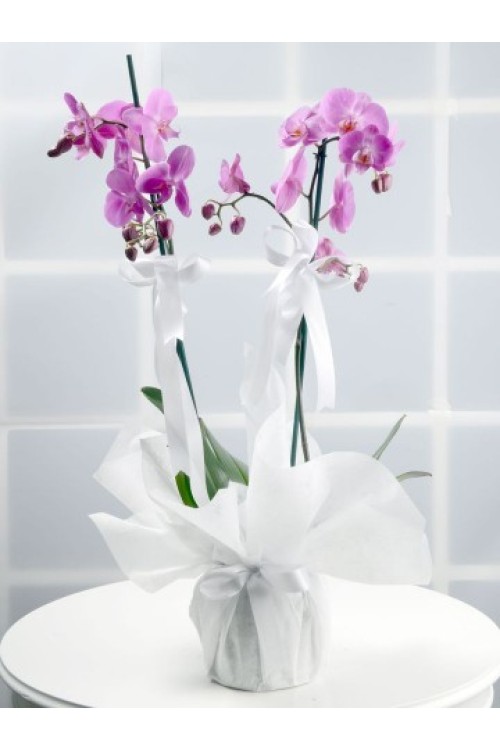 İKİ DALLI İTHAL PEMBE ORKİDE