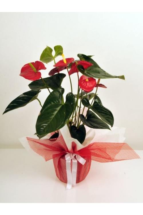 SAKSI BİTKİSİ ANTORYUM