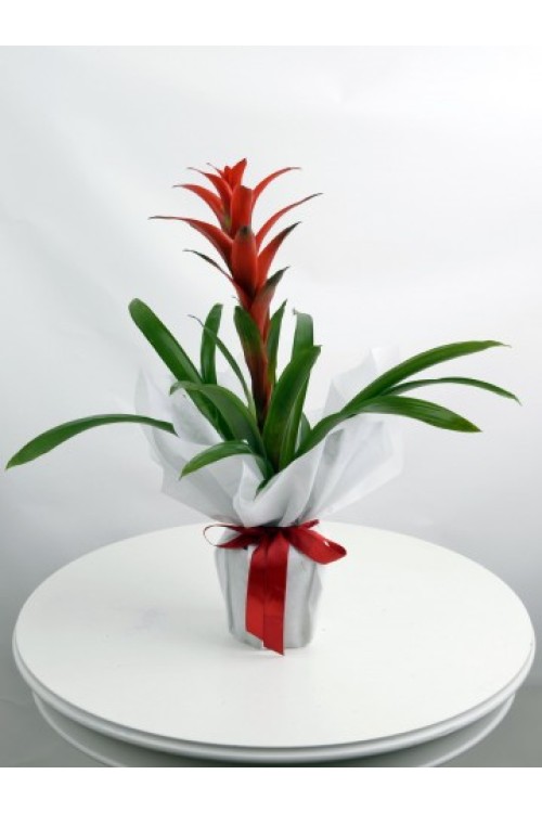 SAKSI BİTKİSİ GUZMANYA