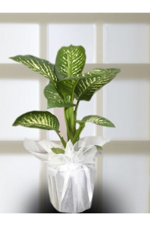 TROPİC SNOW SAKSI BİTKİSİ